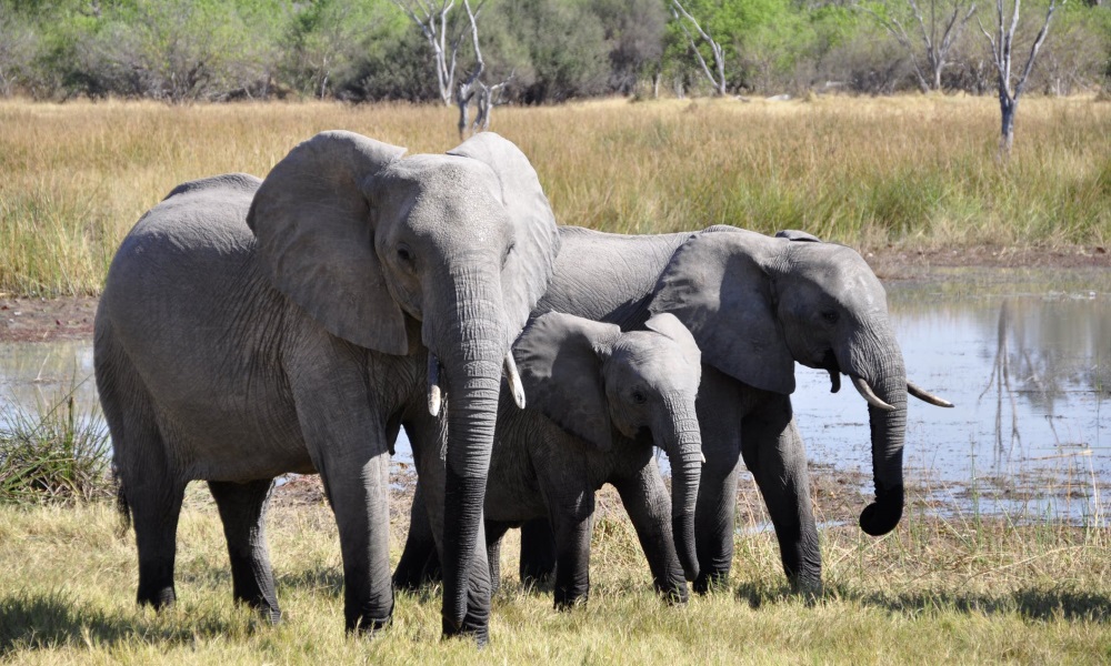 Elephants-baby-safari-africa