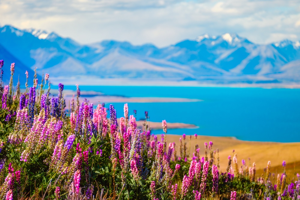 Landscape-view-of-Lake-Tekapo-flowers-and-mountains-New-Zealand