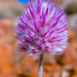 Mulla-Mulla-native-outback-Australian-flower-Pilbara-Region