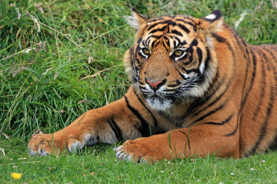 Bengal-Tiger-india