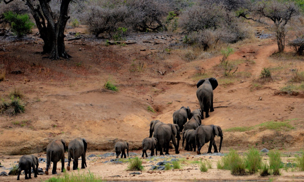 Elephant-herd-chobe-river-botswana-africa