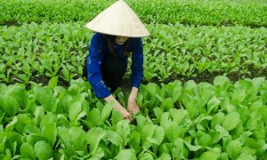 Vietnam-agriculture-girl-vegetable-fields