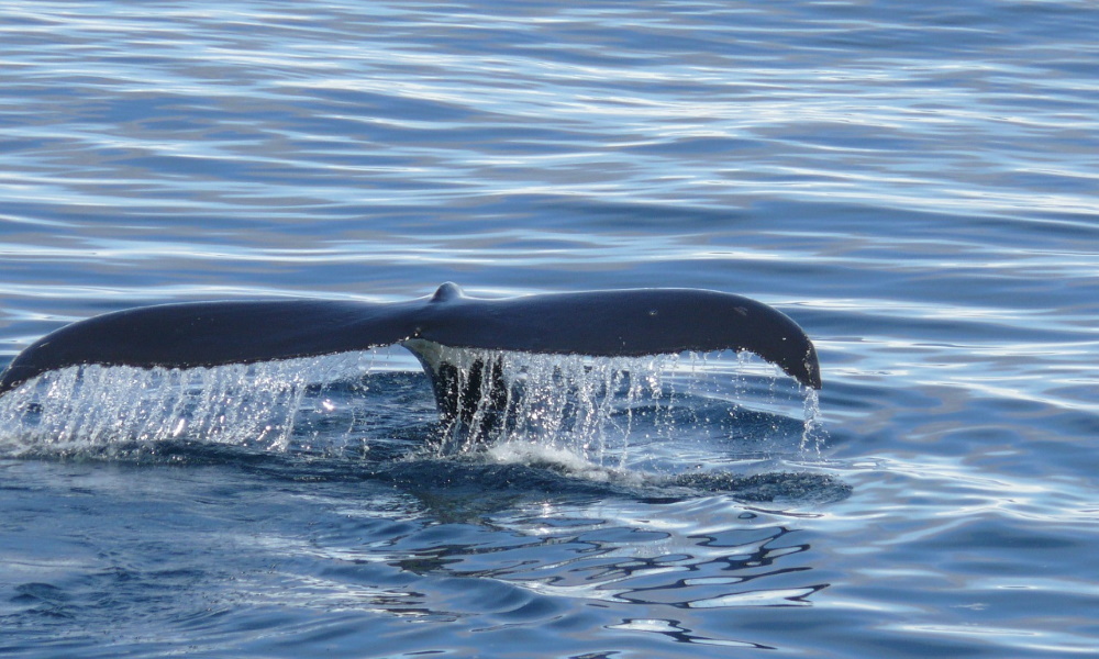 antarctica-whale-finn-southern-ocean
