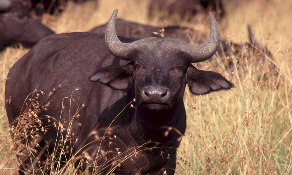 cape-buffalo-africa-wildlife-bovine-wild-horn