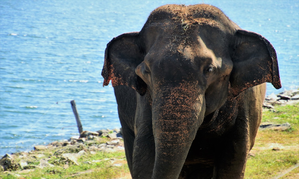elephant-nature-sri-lanka