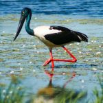 jabiru-stork-bird-kakadu-wildlife