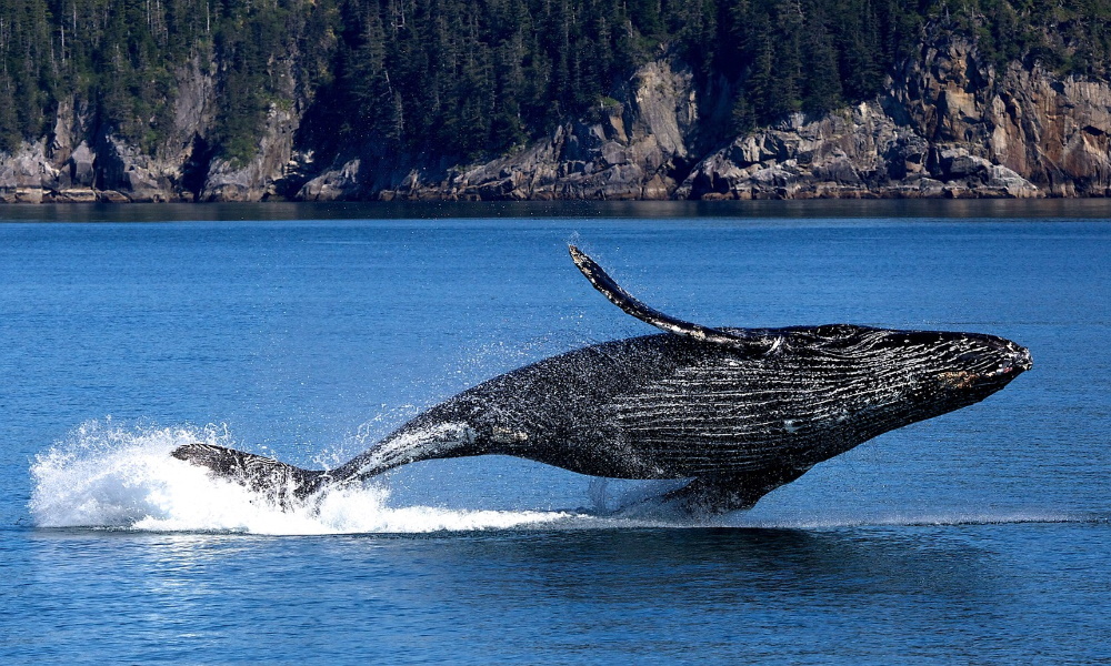 whale-humpback-sea-water-ocean-mammal-wildlife