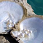 willie-creek-pearl-farm-pearls-broome-western-australia